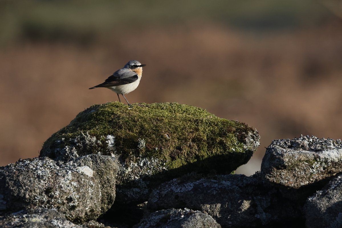 One of the many Wheatear to be found on Dartmoor now, however, this was the first time that I have heard one singing. 😀
