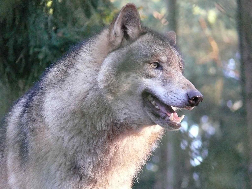 #Otd 1652: Oliver Cromwell published declaration that Irish Wolfhounds were prohibited to be exported & insisted sufficient numbers be bred to control the wolf population. Many had been exported to European royal houses. Described in 1571 as 'bigger of bone and limb than a colt'!