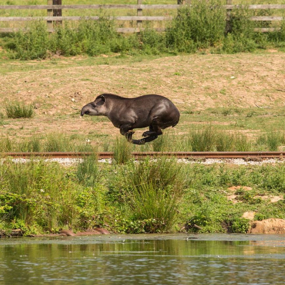 💚 Happy #WorldTapirDay to our amazing trio! Did you know these adorable creatures are more than just cute faces? They're practically forest engineers too 🌱 After snacking on fruits, tapirs travel long distances, depositing seeds in their poo, helping maintain biodiversity 👏