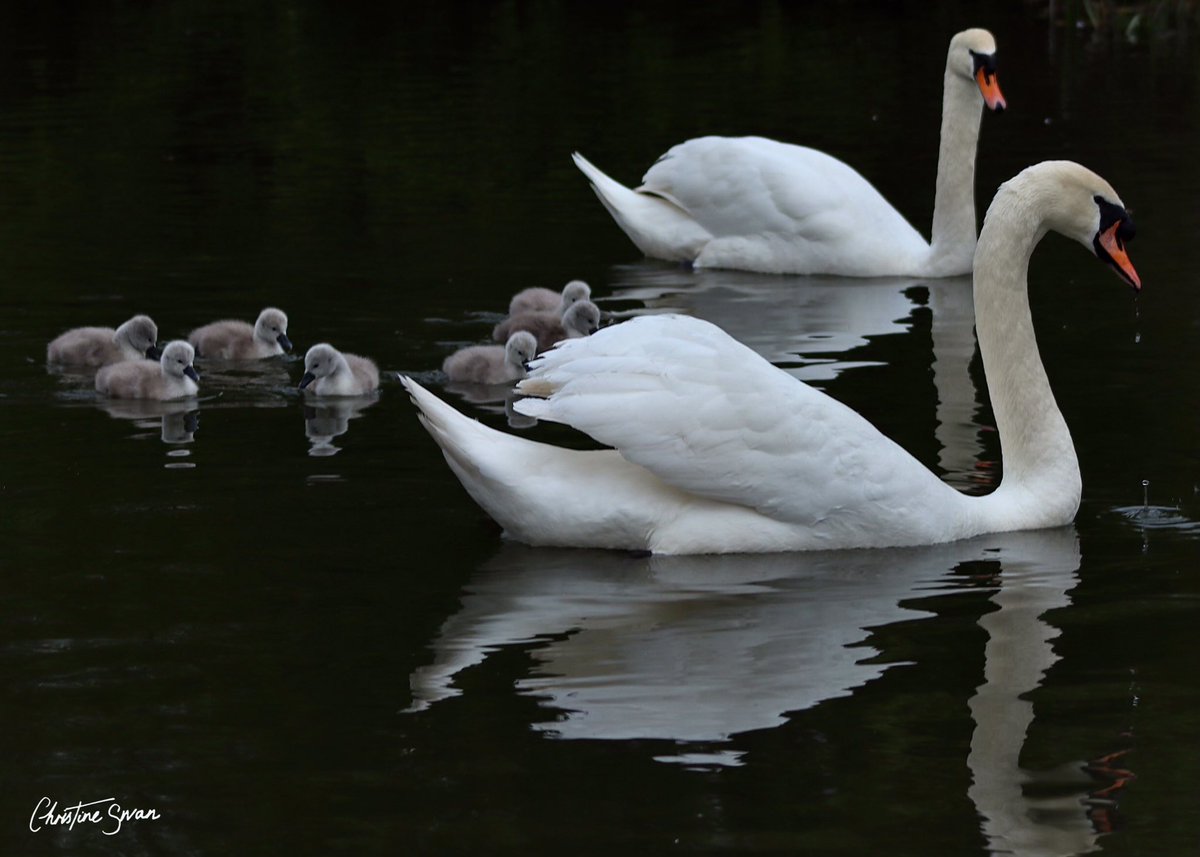 Proud parents on the Grand Union Canal MK

#miltonkeynes  #visitmk #lovemiltonkeynes #miltonkeynesphotography #scenesfrommk #theparkstrust #miltonkeynesphotos #birdsphotography #grandunioncanal