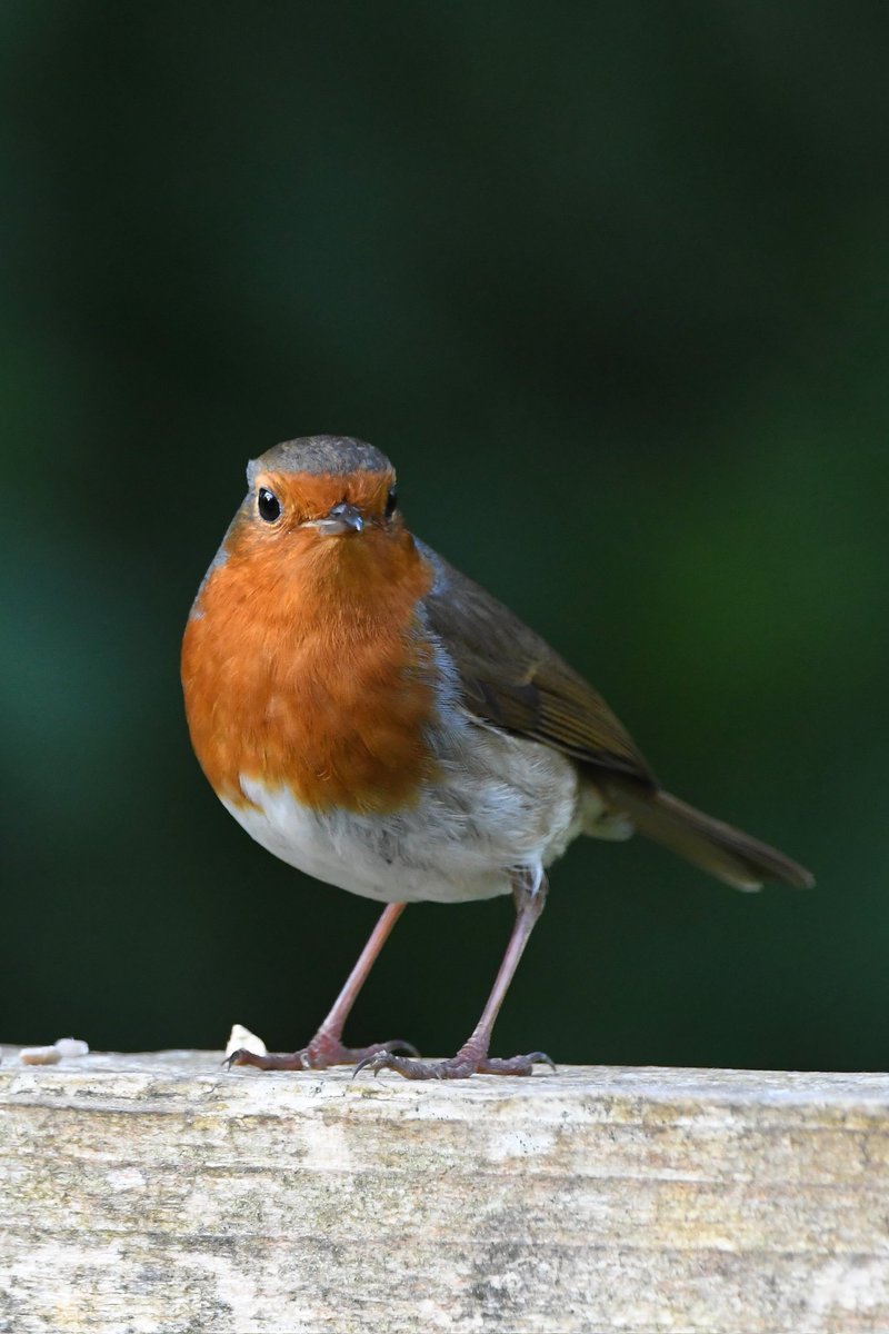 Robin Bude Cornwall 〓〓 #wildlife #nature #lovebude #bude #Cornwall #Kernow #wildlifephotography #birdwatching #BirdsOfTwitter #TwitterNatureCommunity #Robin