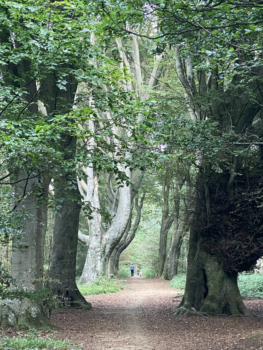 How well do you know Stanmer Park? There’s a rather lovely avenue of beech trees planted 300 years ago on the original carriage drive to Stanmer House @LanesTree x.com/ticlme/status/… @btnhovewildlife @bhgsforum @LewesArboretum @NatFedParks @Eternaltree1 @BrightonHoveCC