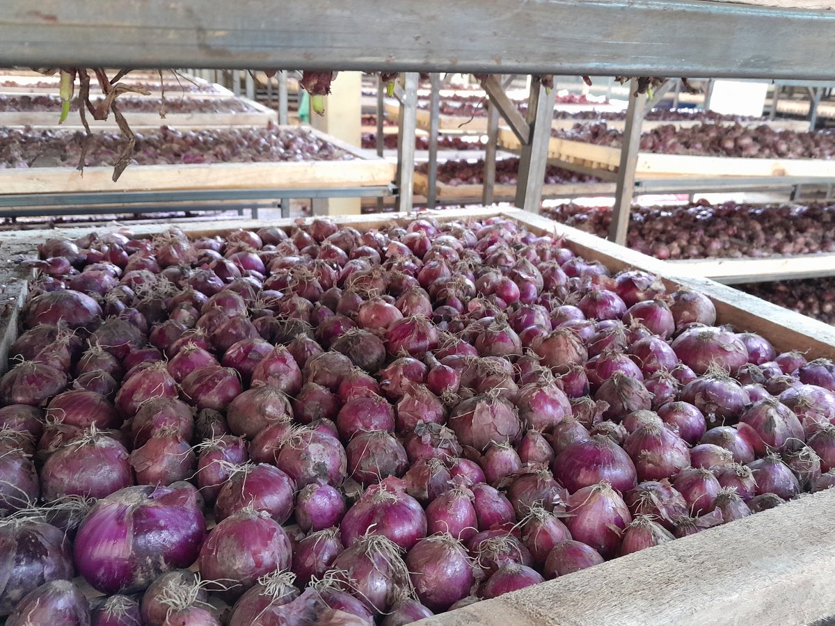 Post harvest management will determine the shelf life of your produce.
Onions can be stored for up to 6 months with good curing.
#YouthInAgriculture
#SmartAgriculture.