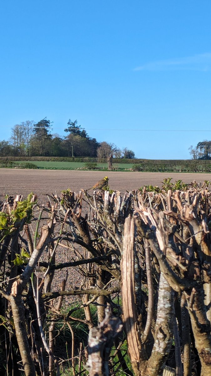 Beautiful Yellowhammer in St Boswells