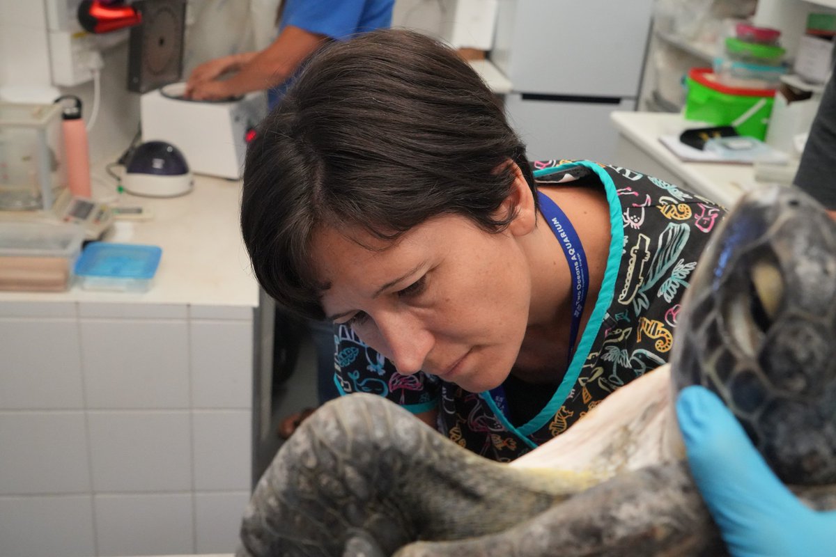 Happy #WorldVeterinaryDay! 👩🏻‍⚕️🩺💙 Meet Drs Ilse Jenkinson and Bernice van Huyssteen here: aquarium.co.za/news/meet-our-… #vet #vetlife #twooceansaquarium #rehabilitation