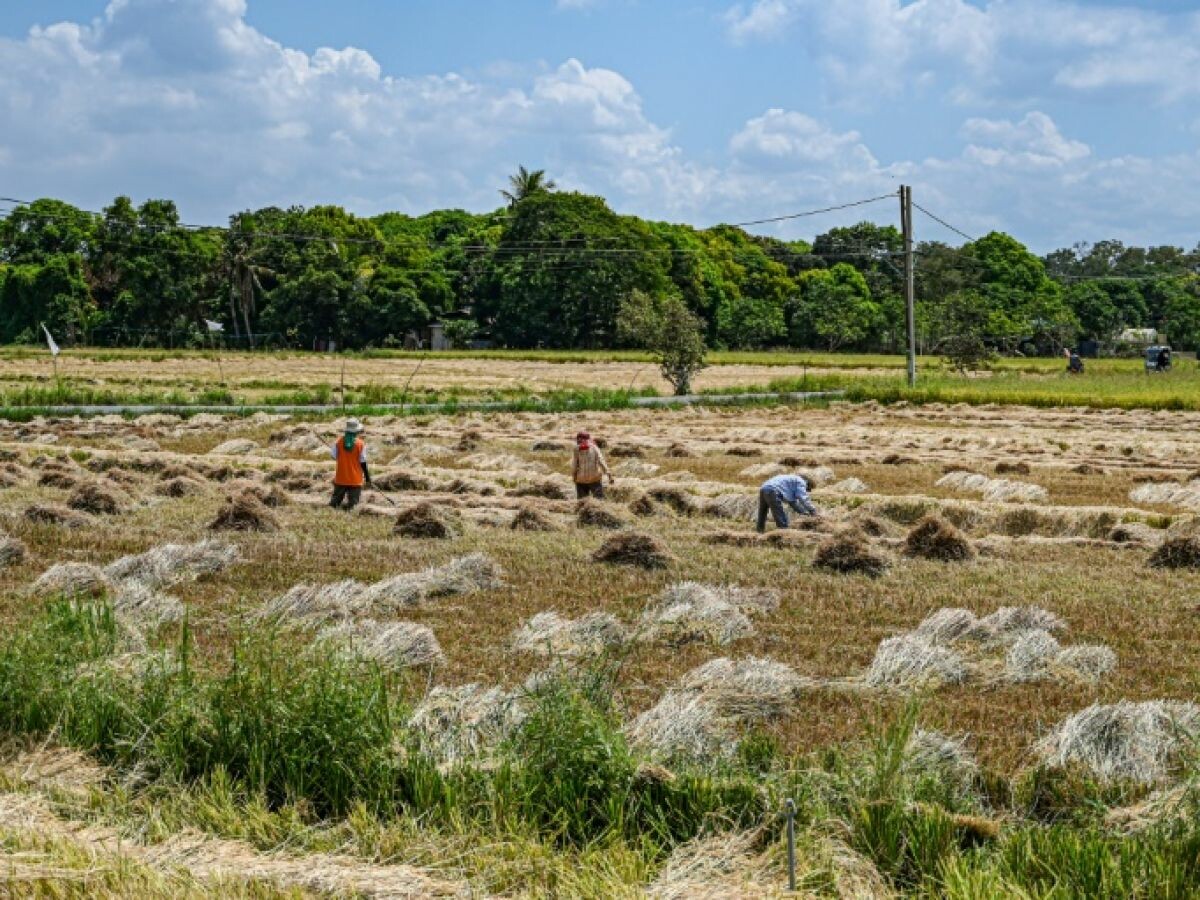 Un tribunal philippin suspend la production d'un OGM pour des craintes en matière de sécurité 👉 l.sciencesetavenir.fr/01G