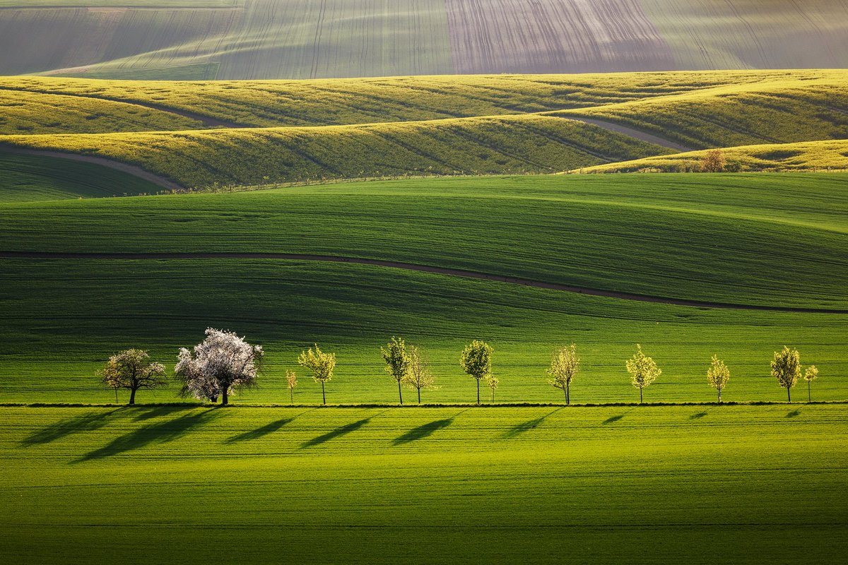 Spring in South Moravia