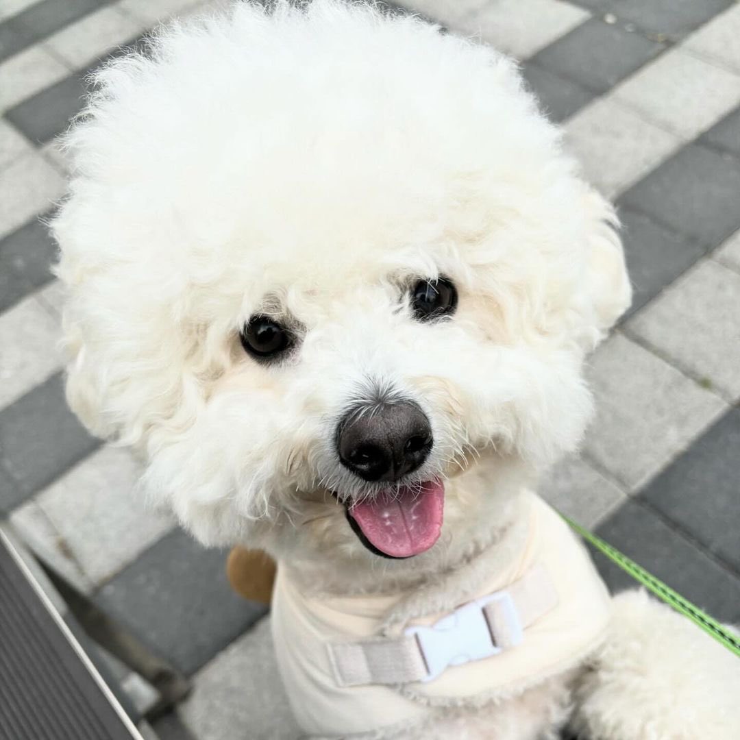 azzostagram tweet media