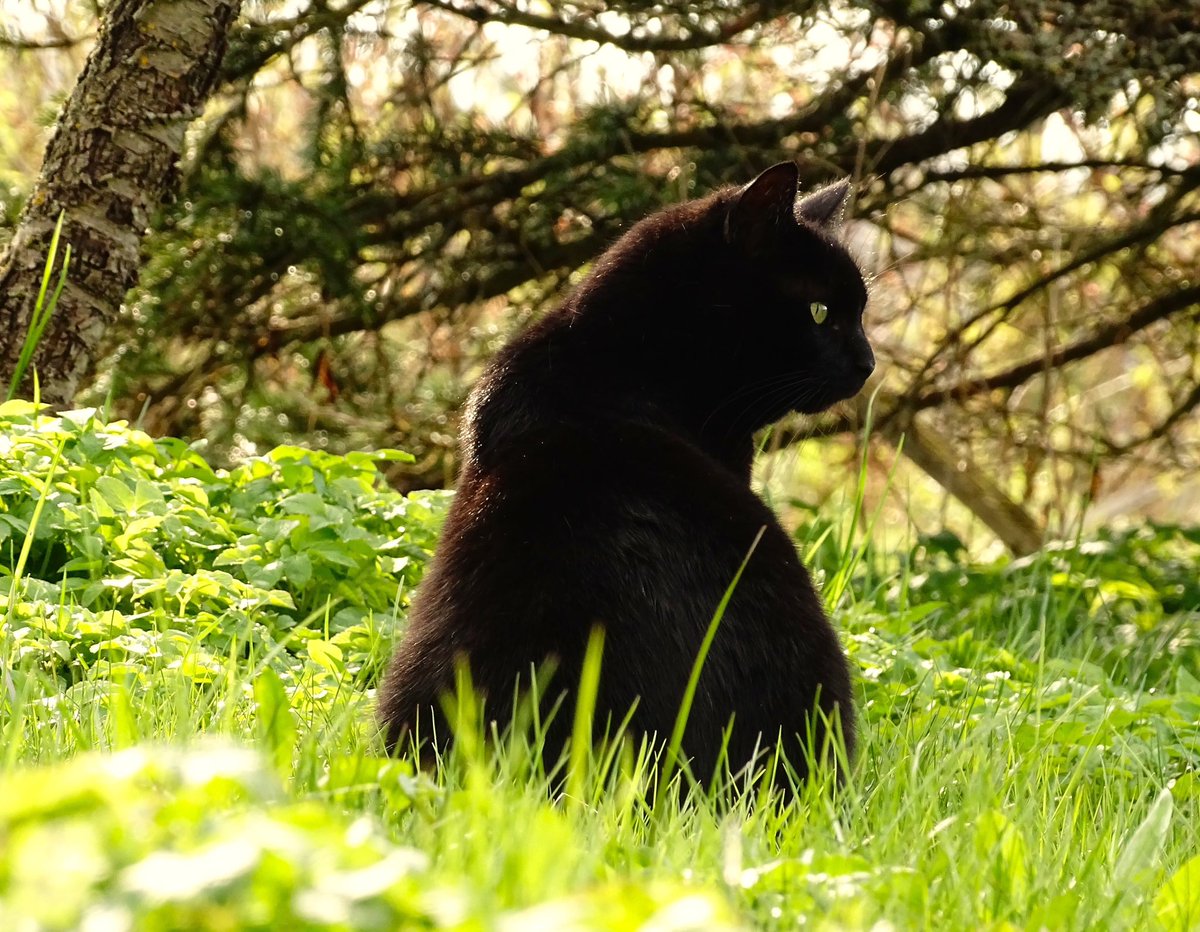 vkoralis's tweet image. MAZLIET PAVASARĪGAS SKUMJAS
#keta #kaķis #pavasaris