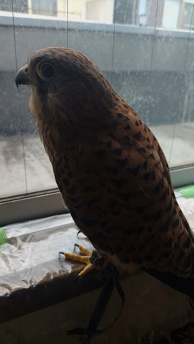 karura_kestrel tweet picture