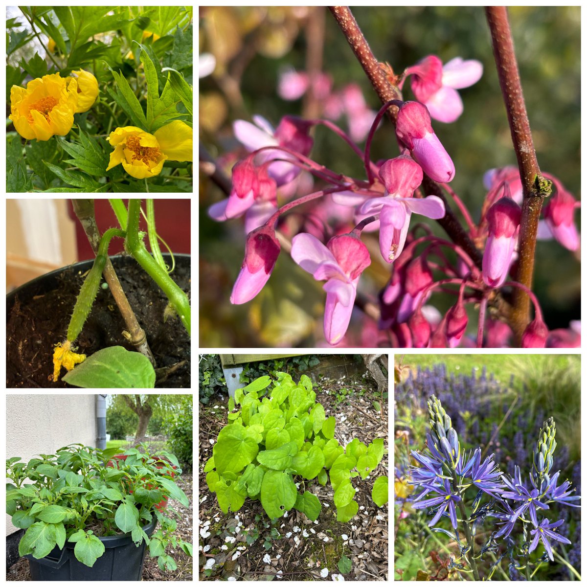 #sixonsaturday 27-04-24 : Tree peony flowers, cercis siliquastrum, epimedium, potatoes camassia and baby cucumbers : fredgardenerblog2.wordpress.com/2024/04/27/six…