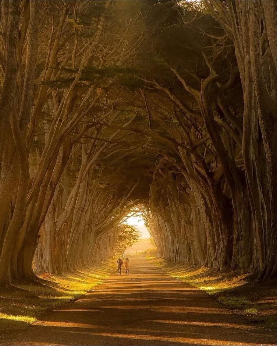 A tree tunnel in California