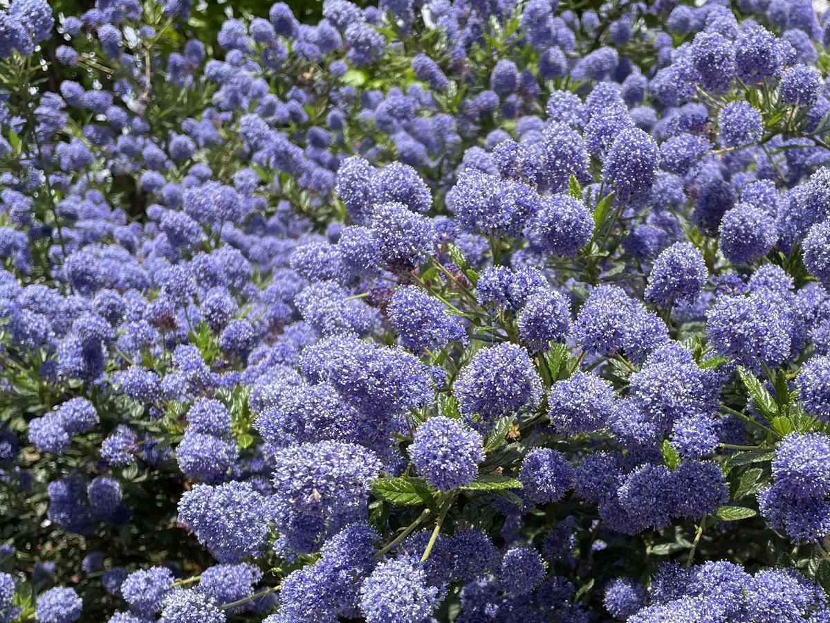 Have a great weekend everyone ☀️Enjoy the colour bursting out everywhere. This gorgeous Ceanothus (Californian lilac) is outside Greenwich library.