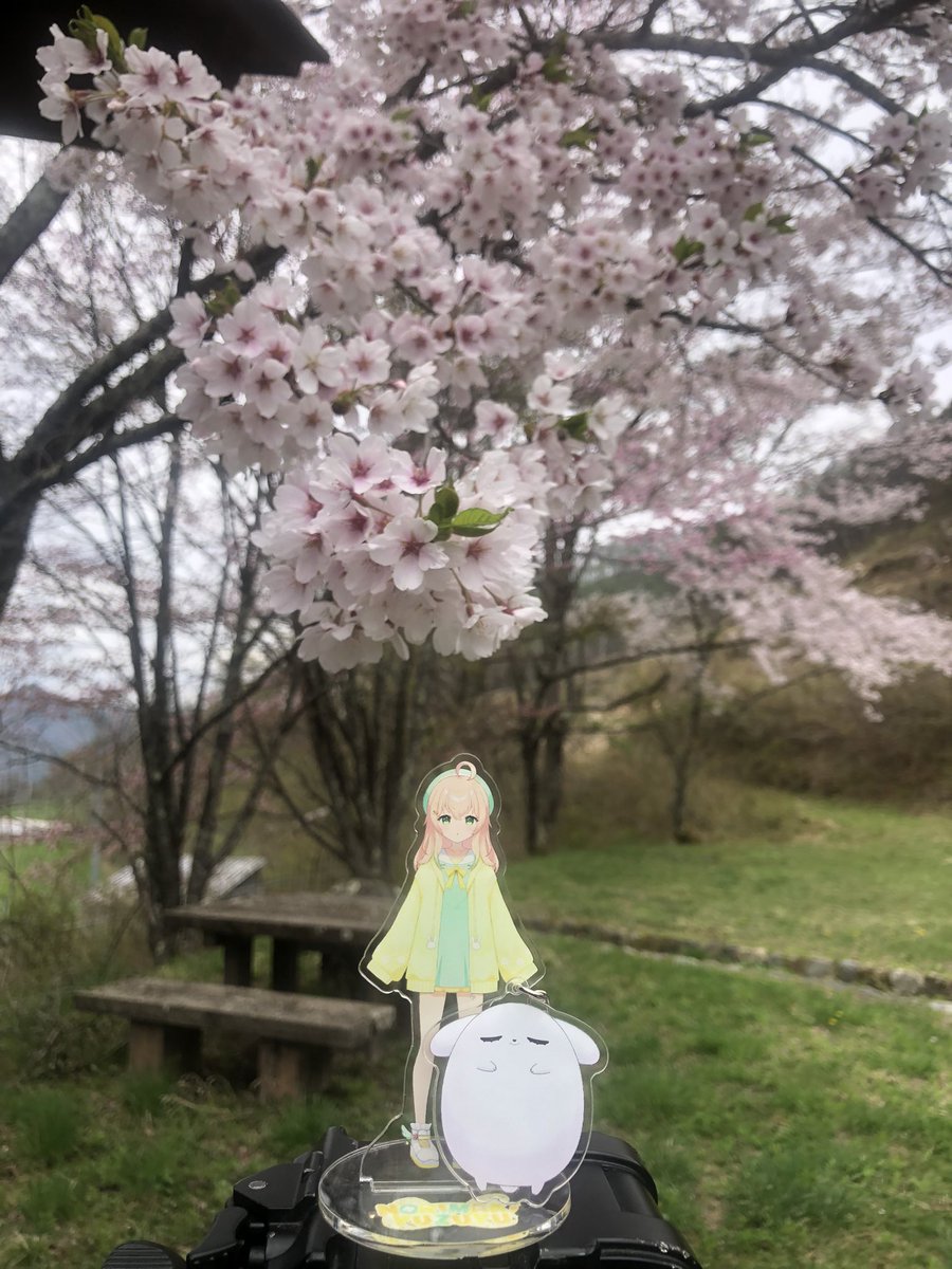 長野はまだ桜が満開だったので記念に一枚。

 #マウントゆず