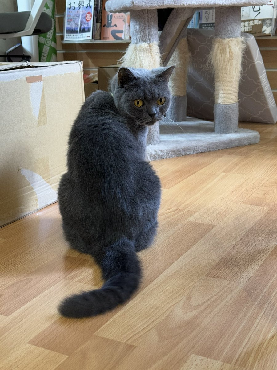 oteraban's tweet photo. しかし「早く変わってくれ」と頼んでも、「そのまま変わらないでいてくれ」と頼んでも、変化の速さは一定です。事実として絶えず変わるのだから執着しても無駄です。
だから「希望する者、願望する者は、愚か者である」とブッダは言うのです。

〇P200上‗2-2 #お釈迦様の教え #jtba #寺猫部 https://t.co/NQpZE8BFiB