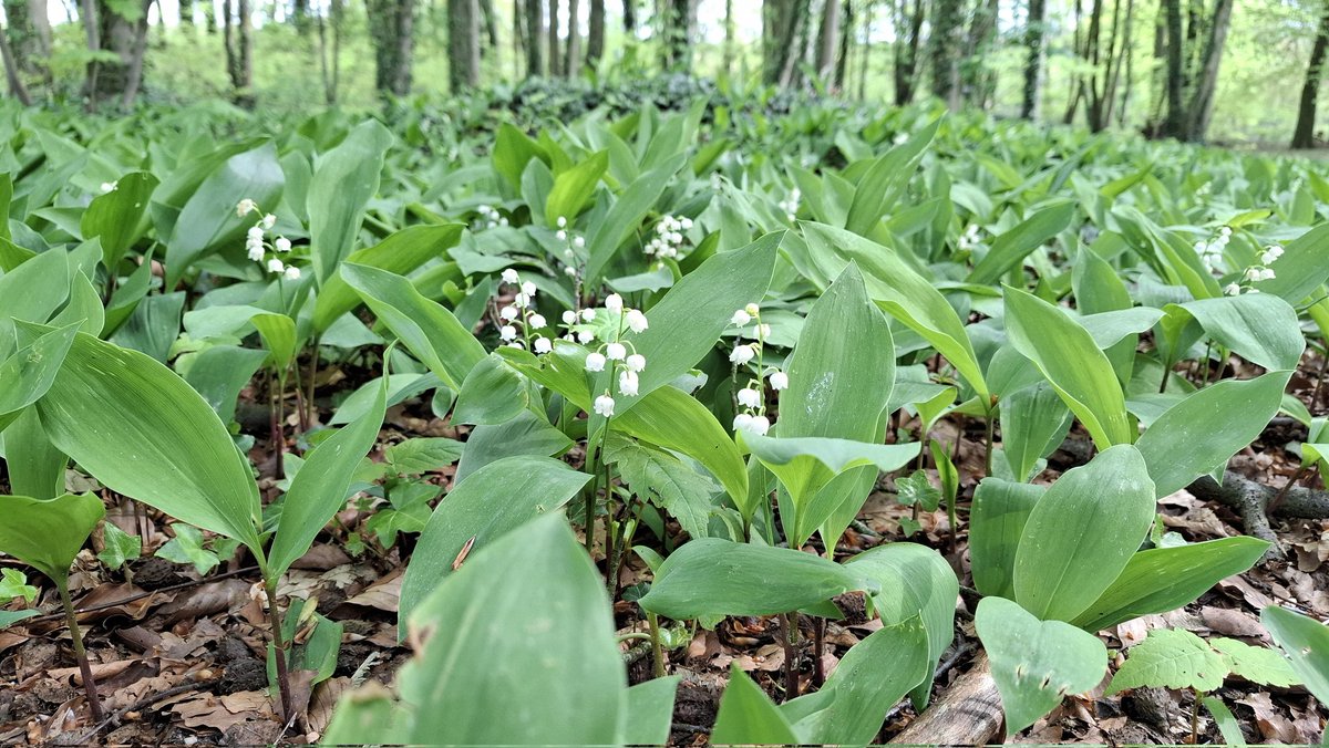 Talud/Mariëndaal, Arnhem-Oosterbeek.
#lente