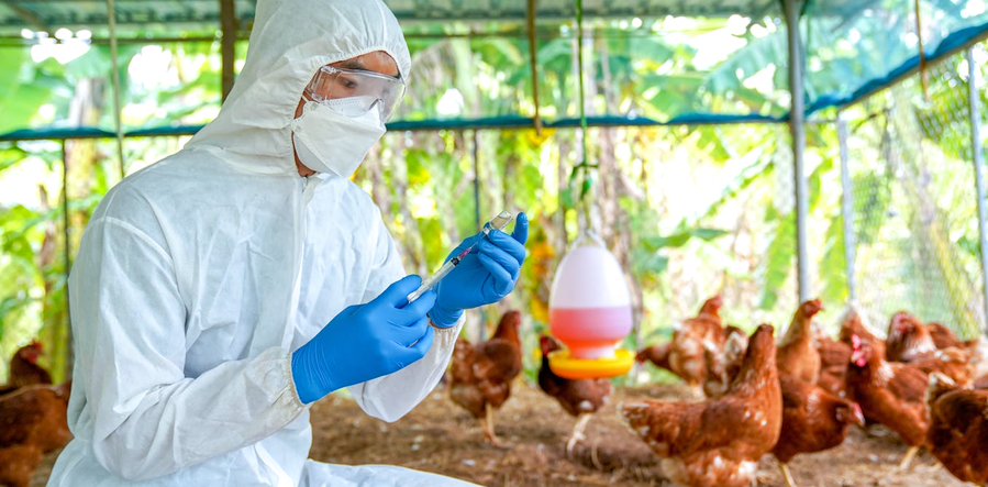 Nuestro compañero Ignacio López-Goñi (@microBIOblog) ha publicado un interesante artículo en @Conversation_E sobre el potencial pandémico de la gripe H5N1 semicrobiologia.org/noticias/gripe…