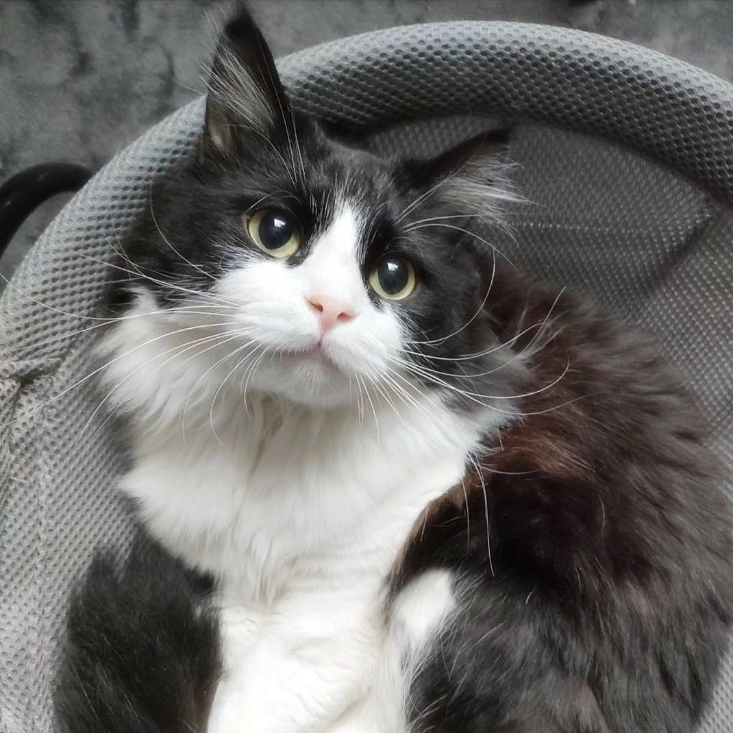 GologoloD's tweet image. 〜G.Wアンケート✍〜
どの顔が好き？？

①寝起きまんまる🙄
②ネムまんまる🫠
③うるうるまんまる🥺
④びっくりまんまる😳

コメント頂けるとうれしいです💬

#アンケート調査 #猫好きさんと繋がりたい