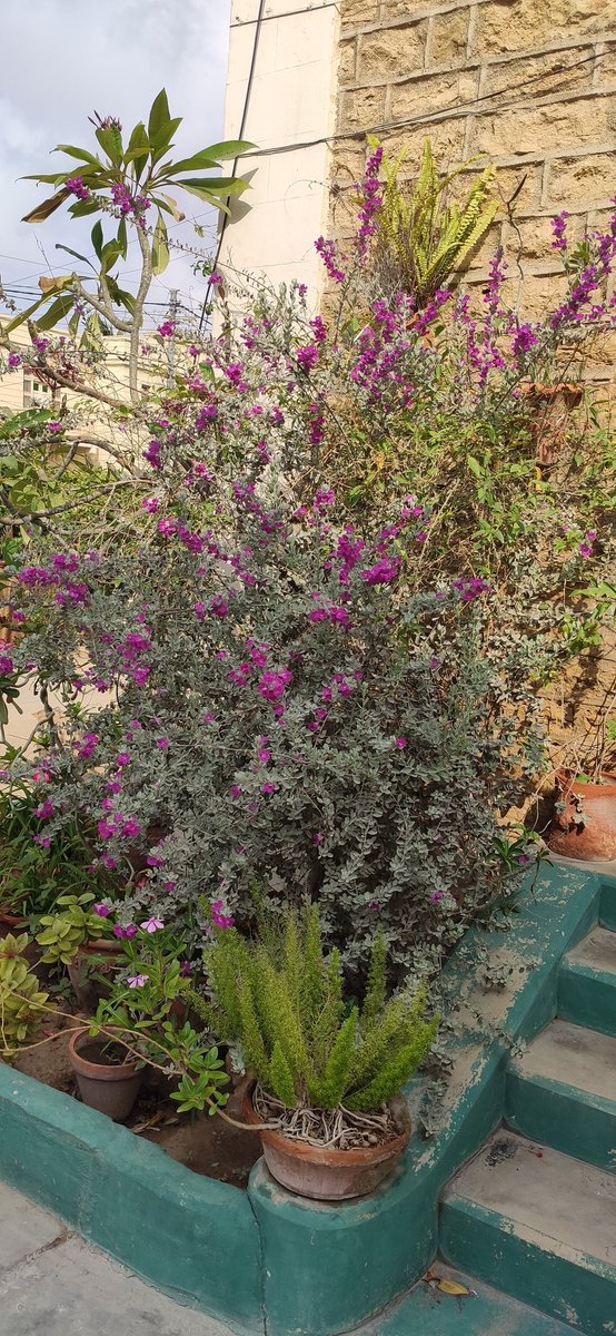 'The Earth laughs in Flowers' quoted by Ralph Waldo Emerson. Summer flowers blaze in the early morning light in our Karachi garden today. The Silvera Bush is vibrant in it's purple haze. #GardenersWorld #NaturePhotography #Flowers #summer