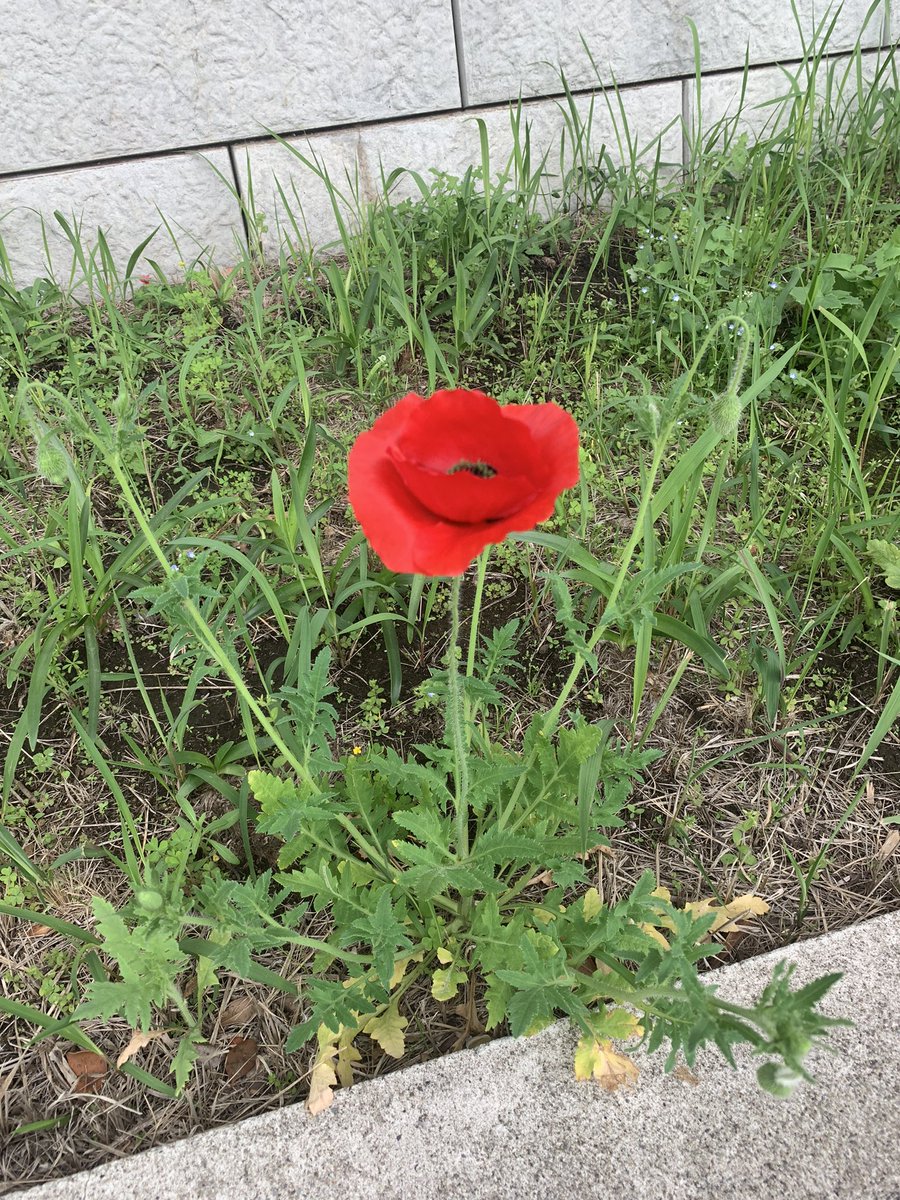 Walkersamada's tweet image. 綺麗なチューリップ
#TAGWIN