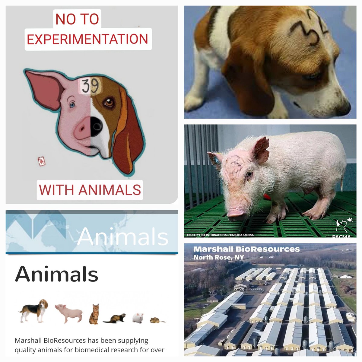 @StonerBronies @MercyForAnimals #Antispeciesism means trying to avoid and remedy all the different ways animals are discriminated against. Discrimination includes helping some animals and neglecting others. The largest group of neglected beings are the victims of the animal testing industry. Bred to be tortured