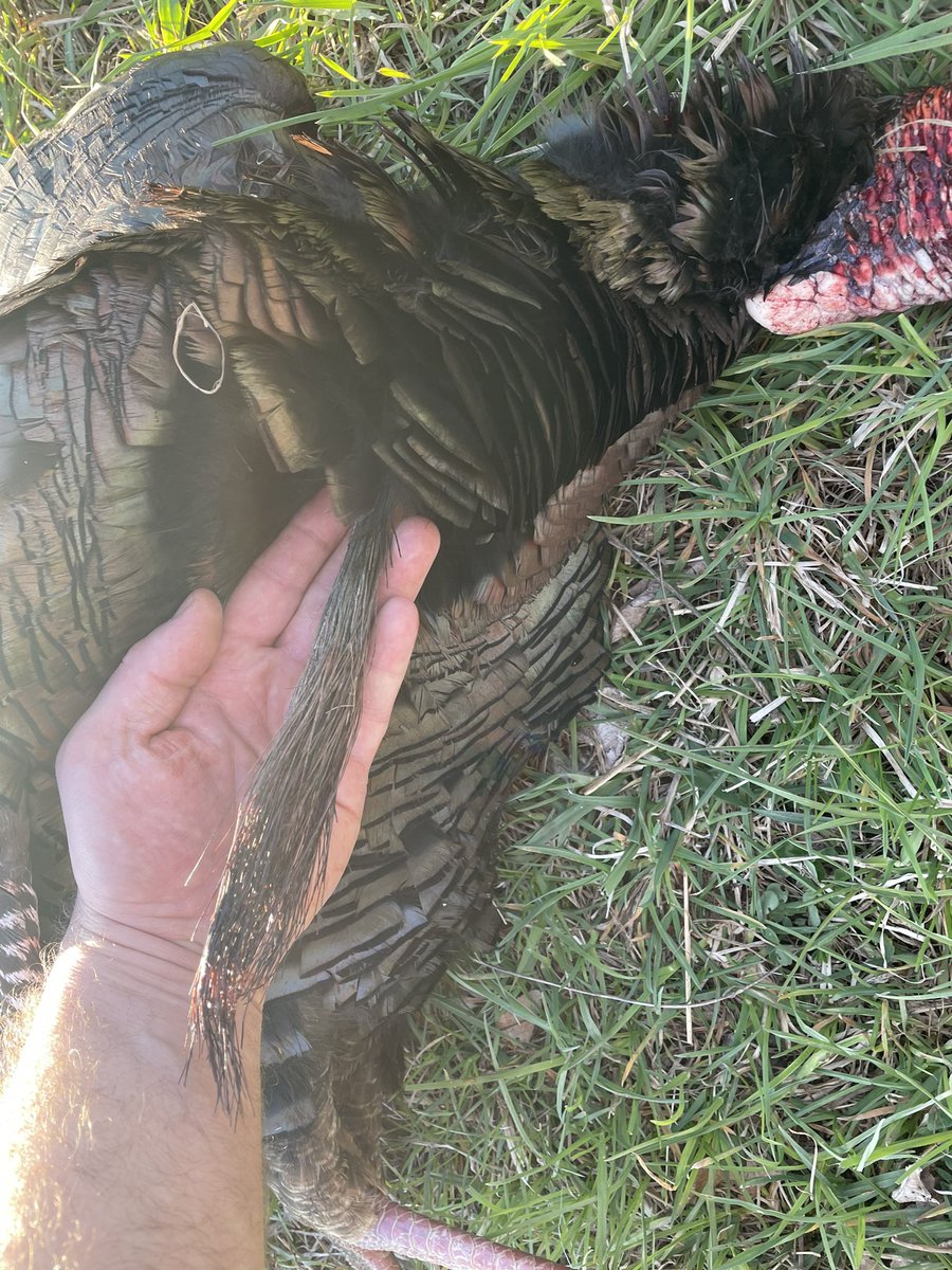 First hunt of the season 🦃