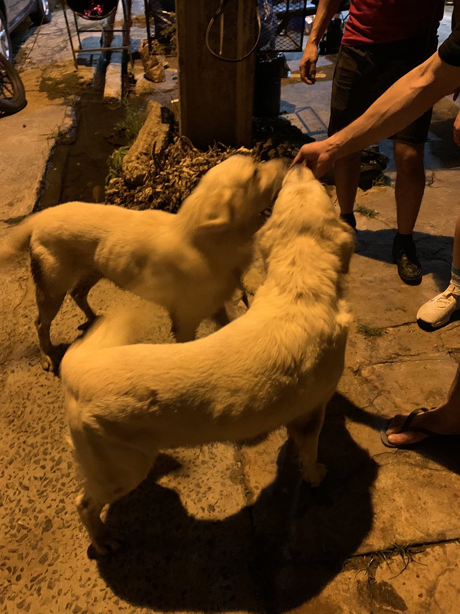 23:20 horas: Dos golden retriever machos creemos que estan perdidos en Luque, frente GTC Luque (Garage Crossfit).
Son mansos y no tienen identificación y collar. Uno de ellos tiene una corbatita.

Favor RT hasta que llegue a sus dueños