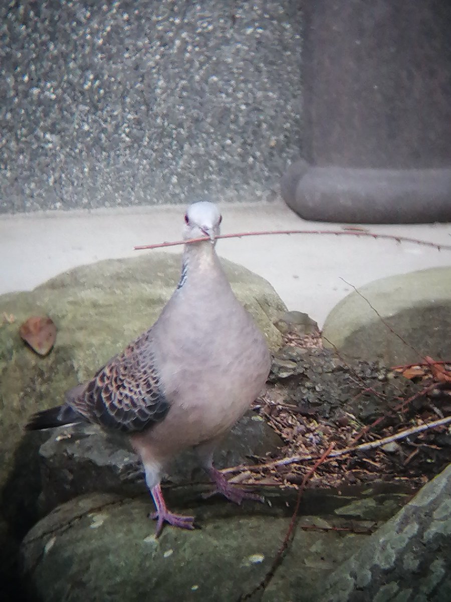 境内で巣作りを始めた

#鳥の巣 #birdsnest #ハト #鳩
#h寺鳩 #h寺生物