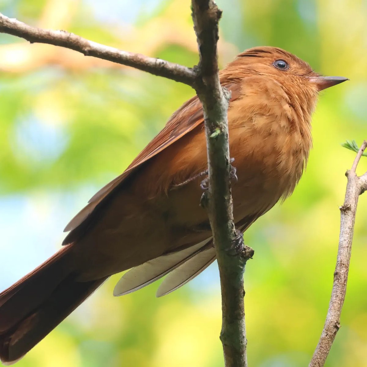 Species: Rufous Mourner (Rhytipterna holerythra) Location: Belize Maya Forest Trust, Belize Status in Belize: Uncommon to fairly common Photo credit📷: Leslie Penner #BirdsofBelize #BirdsSeenIn2024 #birds #BirdsOfX #BirdsOfTwitter