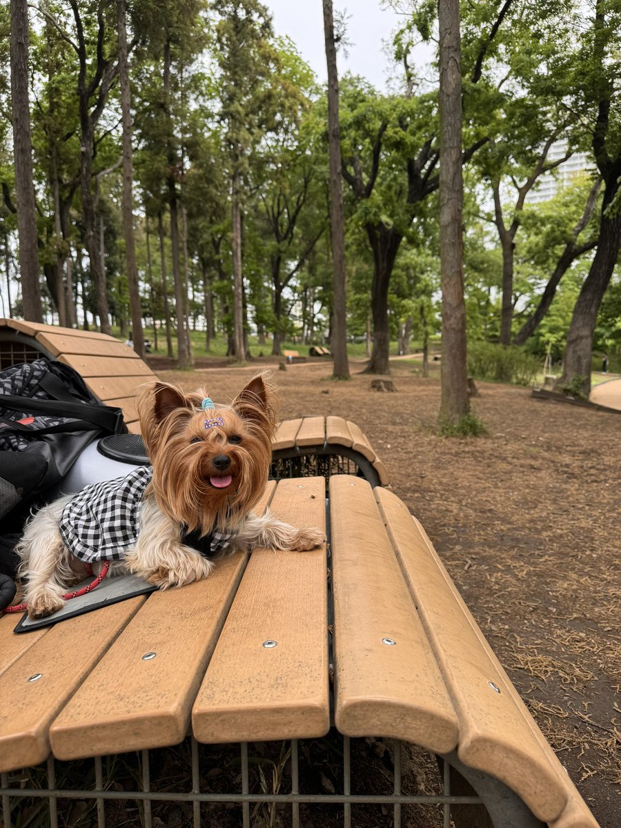 Woof woof! Golden Week is here, folks! Twelve whole days of playtime, snuggles, and treats galore! Arf! I'm wagging my tail with excitement!
  #dogs #pets