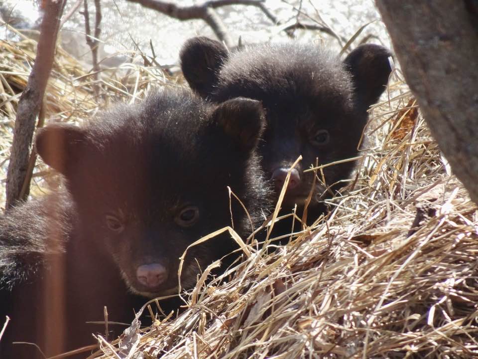 Amazing photographer friend up north came upon three baby bears today; here are two of them. Spring is here. The bears are born. Omg this just expands my heart to bursting. ❤️Look at them! #spring #nature #spectacular and #adorable and #amazing