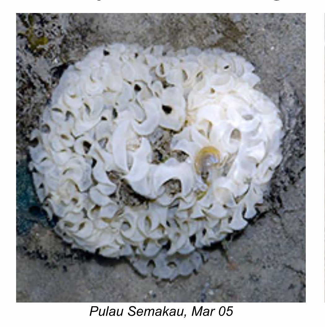 frilly spiral ribbons of nudibranch eggs