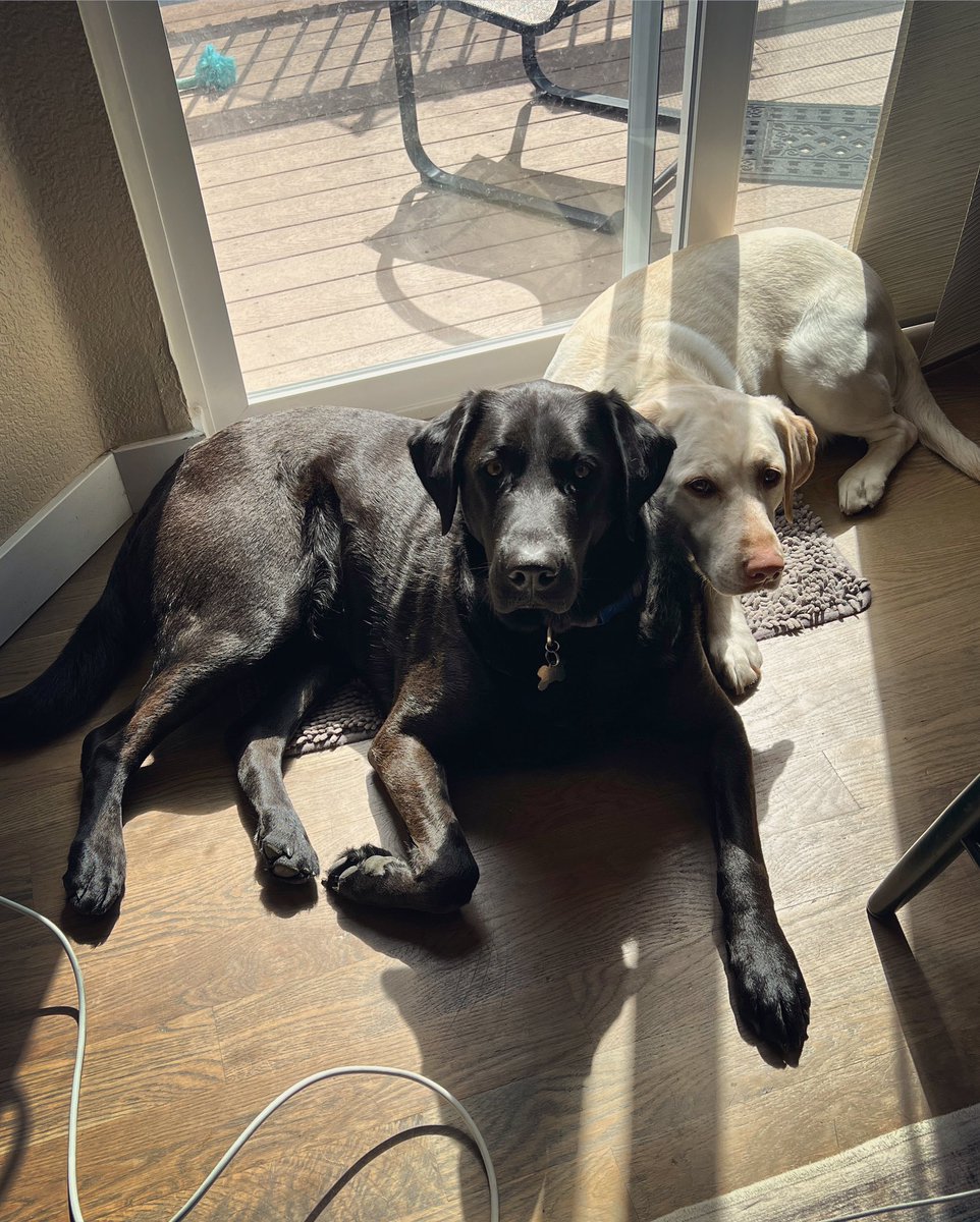 Rescue pups are the cutest coworkers! These two hung out with me during our @appliedcoaching PBL Reimagined online workshop this week. They only got snacky a few times, which is quite a feat of self-control for Labradors. 🐕‍🦺🦴😉