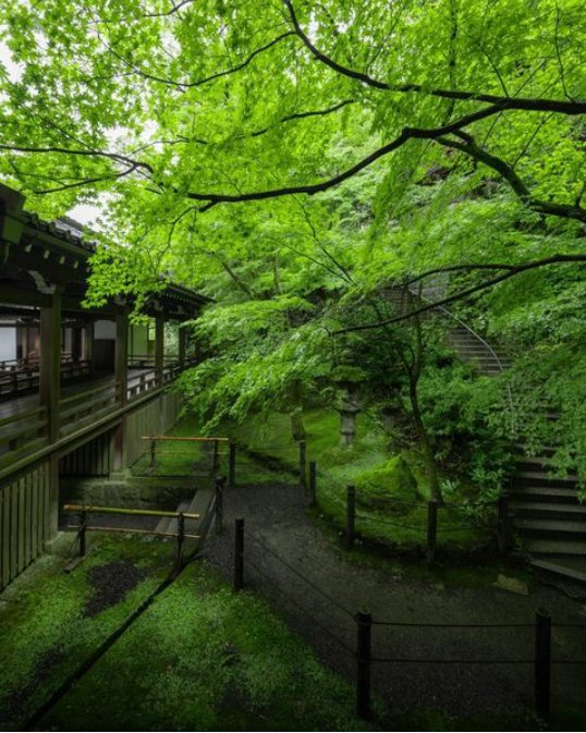 この緑の景色は本当に癒され、魅惑的です. 💚💚💚