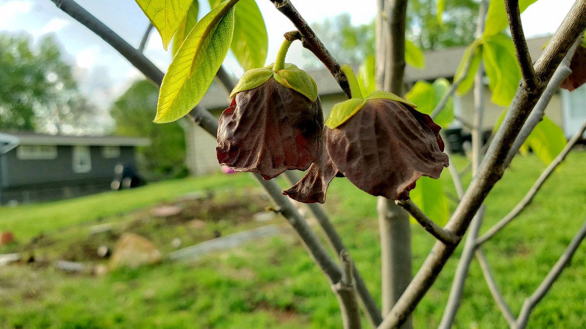 Our Paw Paws (Asimina triloba) are blooming! #WhatYouPlantMatters #GrowNative #pollinatorgarden #nativeplants #naturallandscape