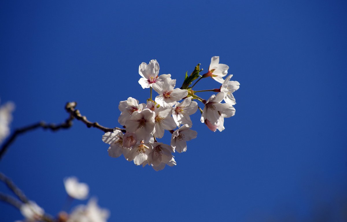 Some blossoms in High Park in #Toronto on Friday (#blossoms #cherryblossoms)