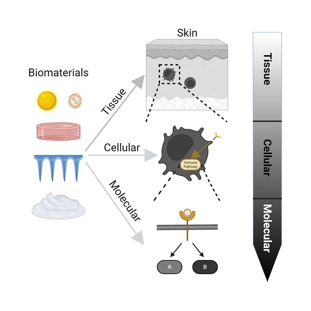ADDR in press: Advancing immunotherapy using biomaterials to control tissue, cellular, and molecular level immune signaling in skin. By Christopher M. Jewell & coworkers @UMDBIOE #immunotherapy #biomaterial #skin doi.org/10.1016/j.addr…