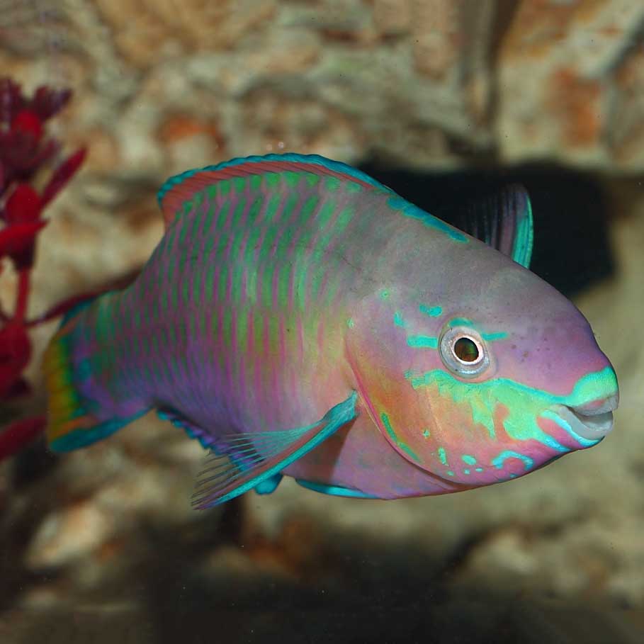 < quoyi parrotfish !! >
