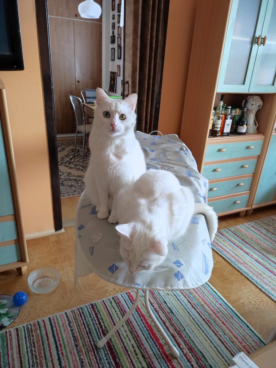 We Will be ironed #CatsOfTwitter #whitecats #cholesterolu #ironing #whitecats