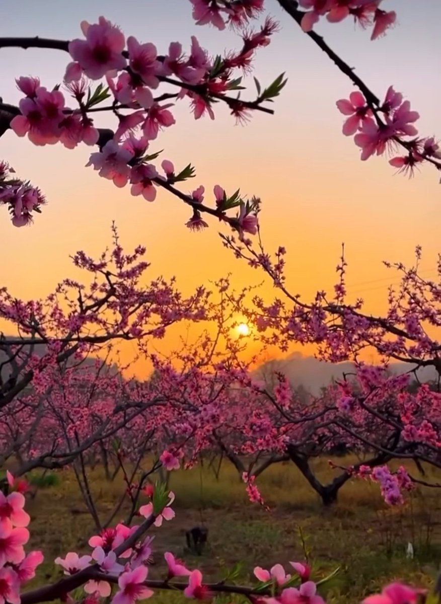 Bonjour mes Ami(es)💚 Je vous souhaite une belle et douce journée pleine d'amour Soyez prudent(es) et prenez soin de vous💚 Merci de m'avoir présenter vos animaux de compagnie,tous très beaux 💗