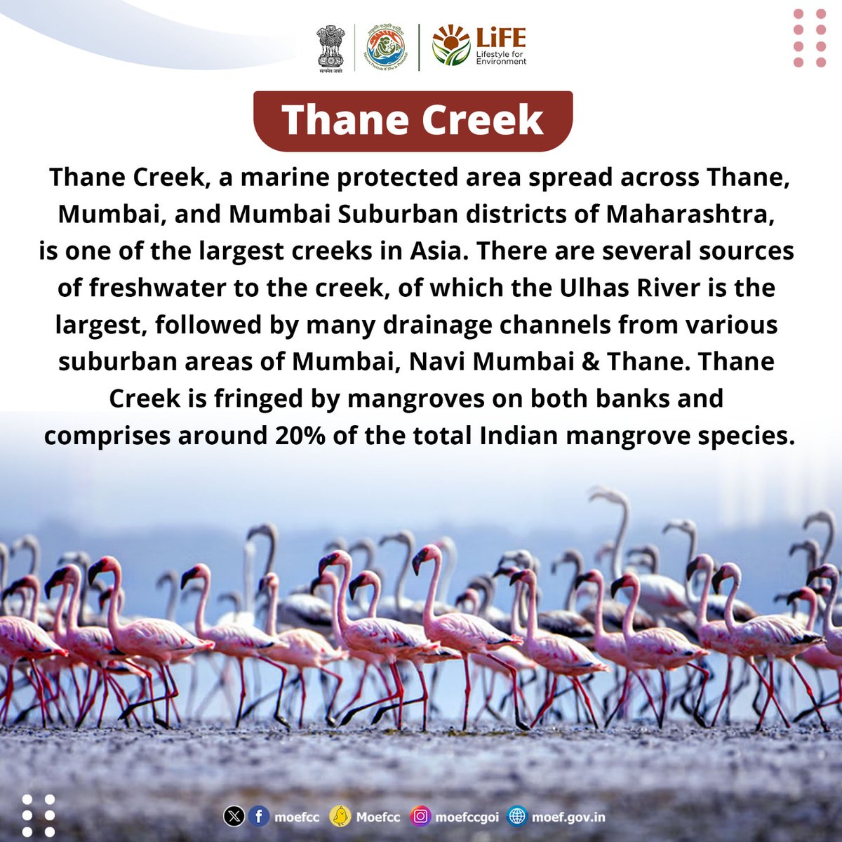 Discovering India's Ramsar Sites      

Day 77: Thane Creek     

From wetlands to wildlife, each site is a unique haven for nature. Let's celebrate and safeguard these vital ecosystems together!      

#RamsarSites #MissionLiFE #ProPlanetPeople