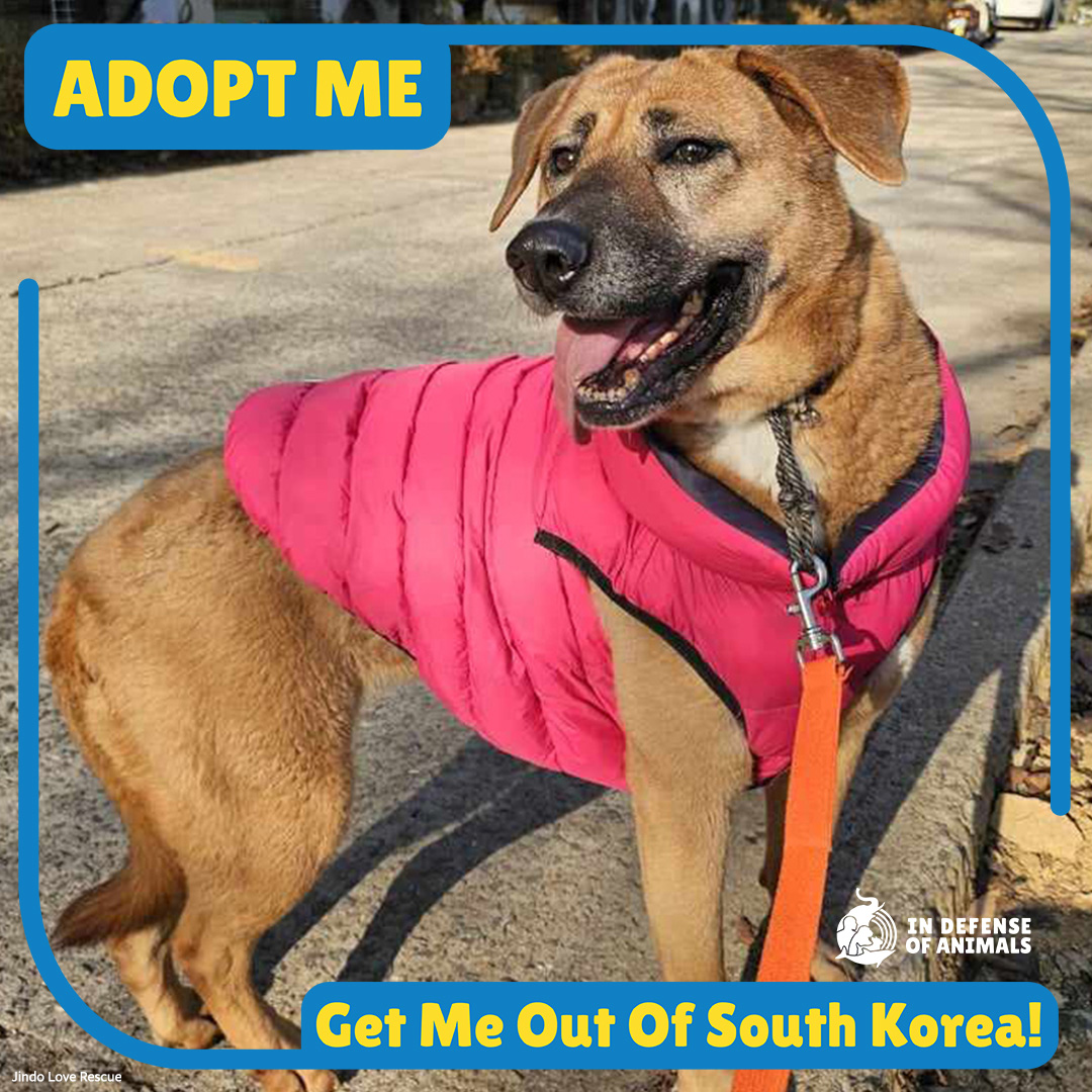 Raina's been moved between our foster center & the training facility. She’s calm & as sweet as can be, but the foster center can be a little overwhelming for her & we want to see her go somewhere she can feel safe & loved. #DCMT Read more: bit.ly/3xV87HN Pls RT