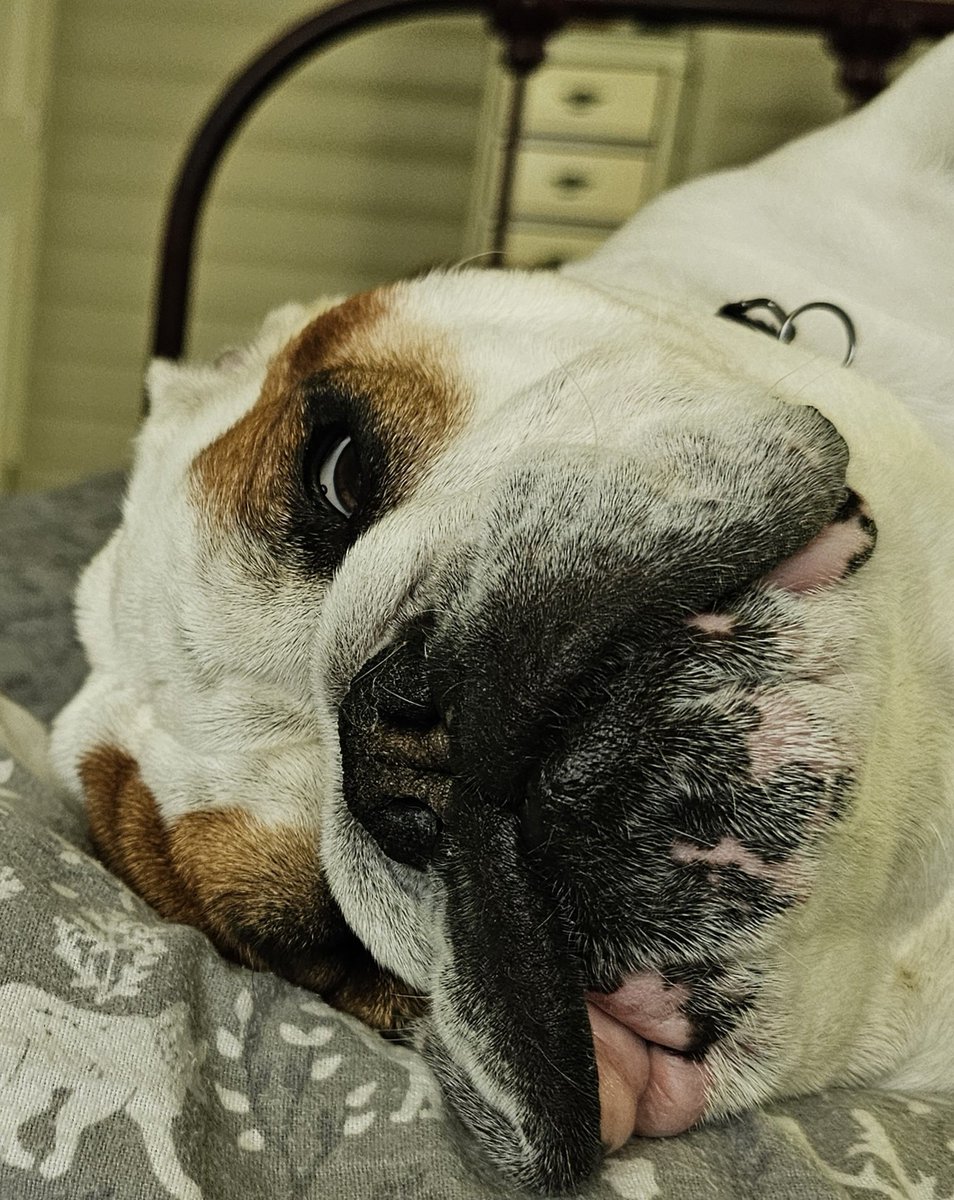 Post a picture with your dog that doesn’t involve shooting them and throwing them in a gravel pit. This is my bulldog Finch he hogs the bed and doesn't listen worth a damn. But because I'm not a cruel heatless bitch i love him and would never shoot and kill him .
