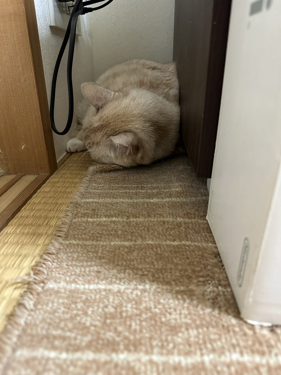 GroovyStylesSA's tweet image. 隅に引きこもってしまった😂