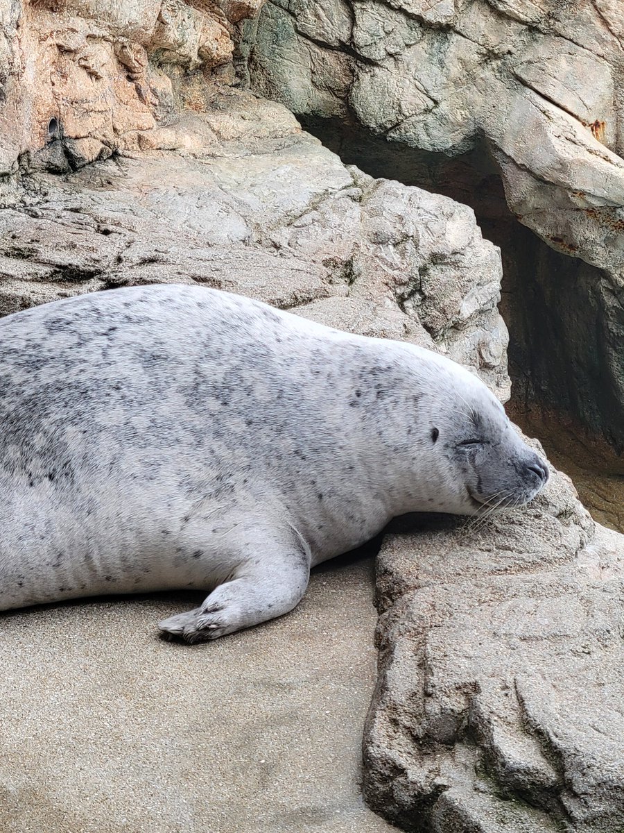 Kyoto_Aquarium tweet picture