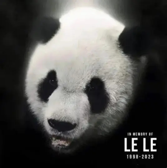 On the morning of February 1, 2023 local time in the United States, the giant panda 'Lele' was found dead at the age of 25. We mourn deeply for the national treasure, the giant panda Lele, which has been away from us for a year.#panda🐼 @MemphisZoo 🙏🙏