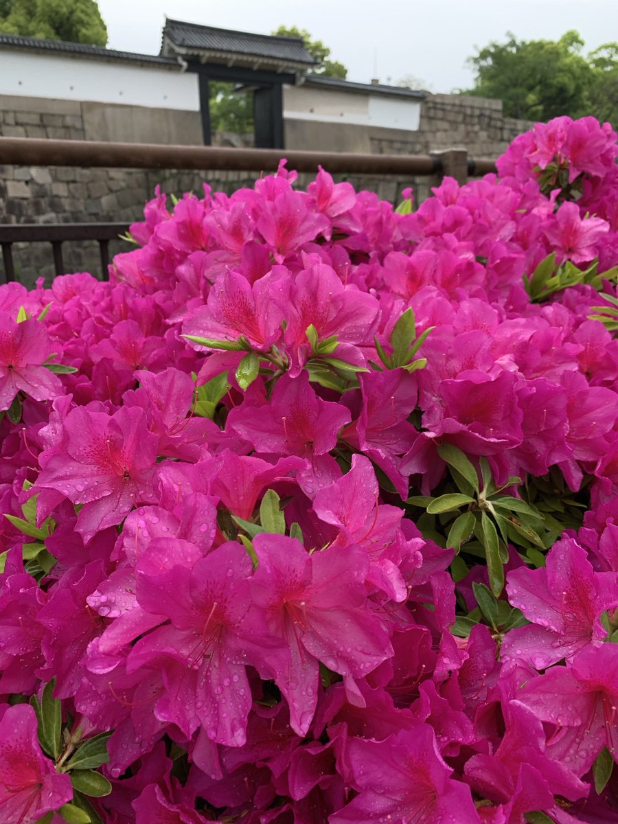 こんにちは♪

朝散歩の花景色

ツツジは終盤ですが雨水で輝いてました✨

午後のひと時 お時間あればどうぞ🤗
🎶Greensleeves 
youtu.be/QtnplRYvLGQ?si…