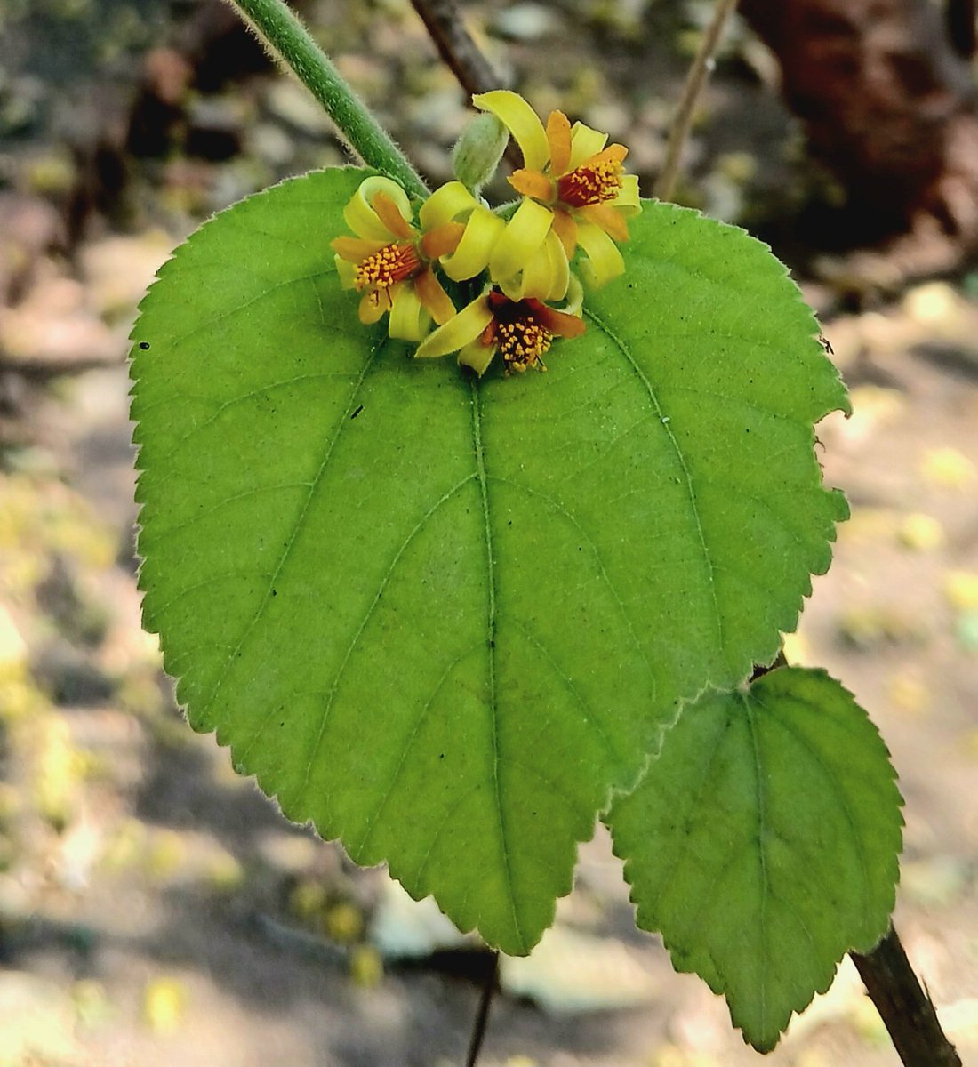 The exquisite blossoms of grewia asiatica, known as phalsa. #summer #april #flowers #trees #IndiAves #ThePhotoHour #Pune #TwitterNatureCommunity