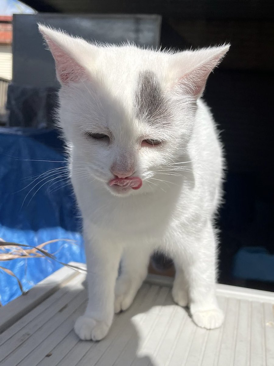 😋😋😋

#imfull #JustEaten #cat #catlife #halfstraycat #whitecat #blackcat #lovelycat #pawpads #cattastic #catoftheday