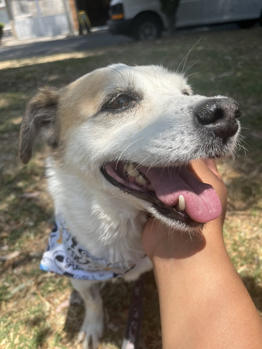 𝙷𝚎𝚕𝚊 𝙼𝚘𝚛𝚎 🐶 tweet media